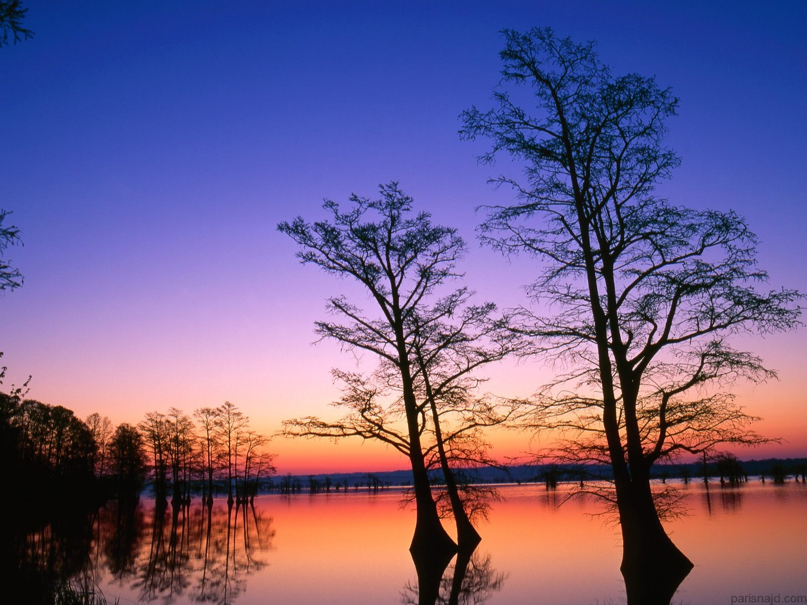 مجموعة خلفيات:شروق الشمس    Bald%20Cypress%20Trees%20at%20Sunrise,%20Reelfoot%20National