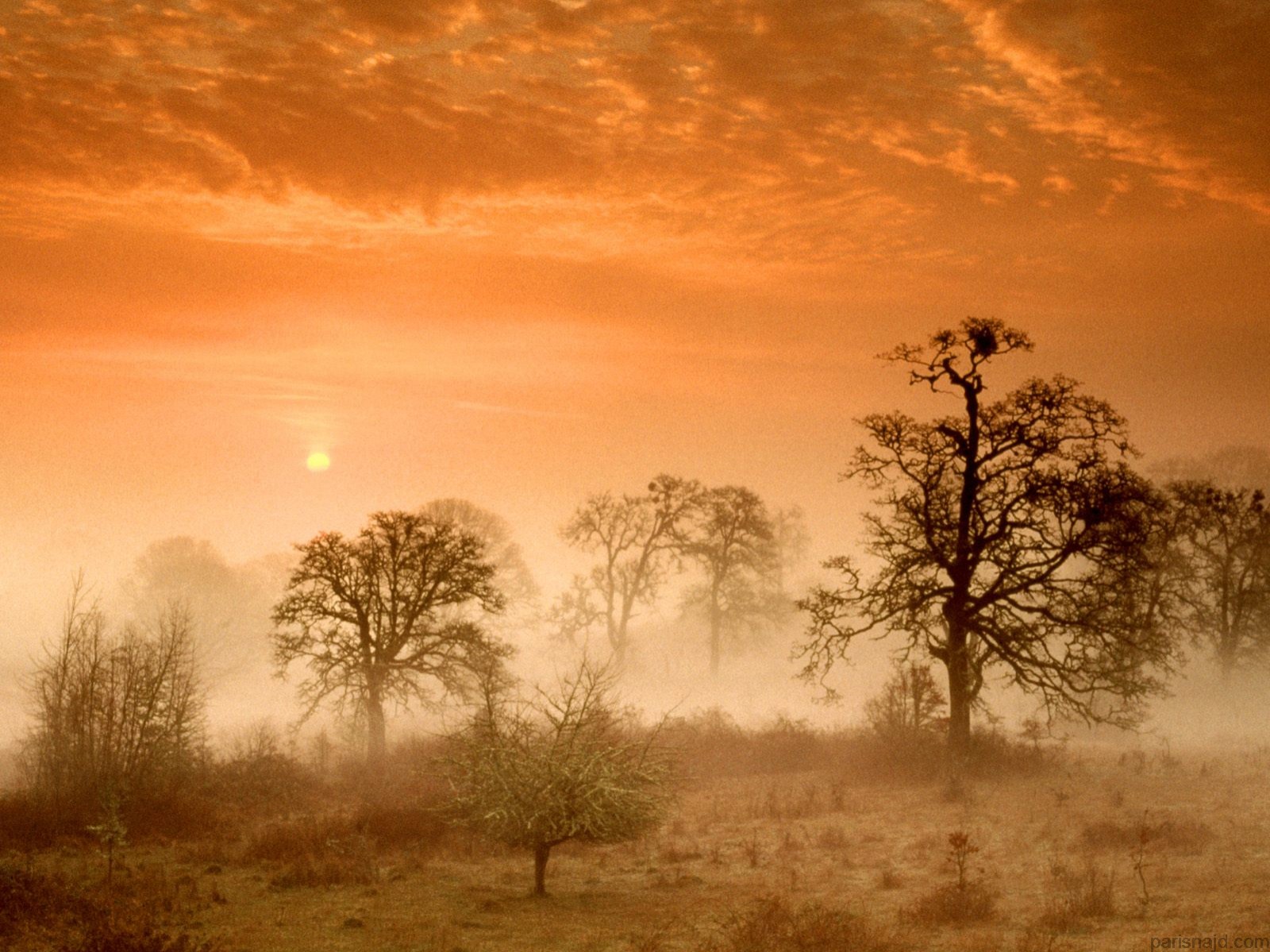 مجموعة خلفيات:شروق الشمس    Foggy%20Meadow%20Sunrise,%20Corvallis,%20Oregon%20-%201600x1