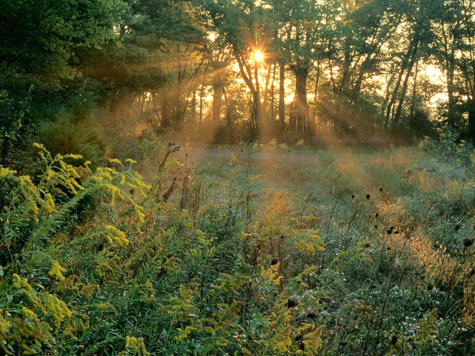 خلفيات شروق الشمس Sunbeams%20and%20Goldenrods,%20Edwin%20Warner%20Park,%20Nash