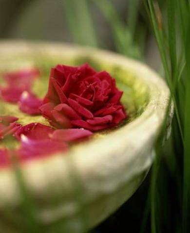 اجمل صور الورد والزهور الرومانسية للحبايب والعشاق 2013 ,صور ورود رومنسية , صور رومانس