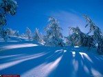 Snow Wallpapers