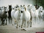 Animal Wallpapers