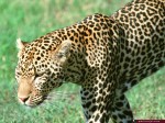 Animal Wallpapers