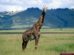 Animal Wallpapers