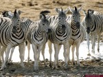 Animal Wallpapers